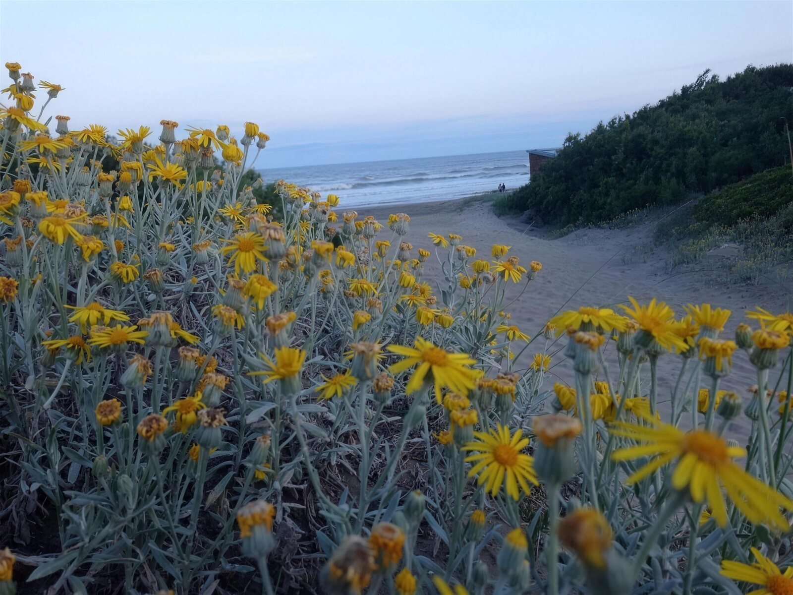 La bajada a la playa de Nueva Atlantis entre médanos y flores amarillas, con el mar de fondo